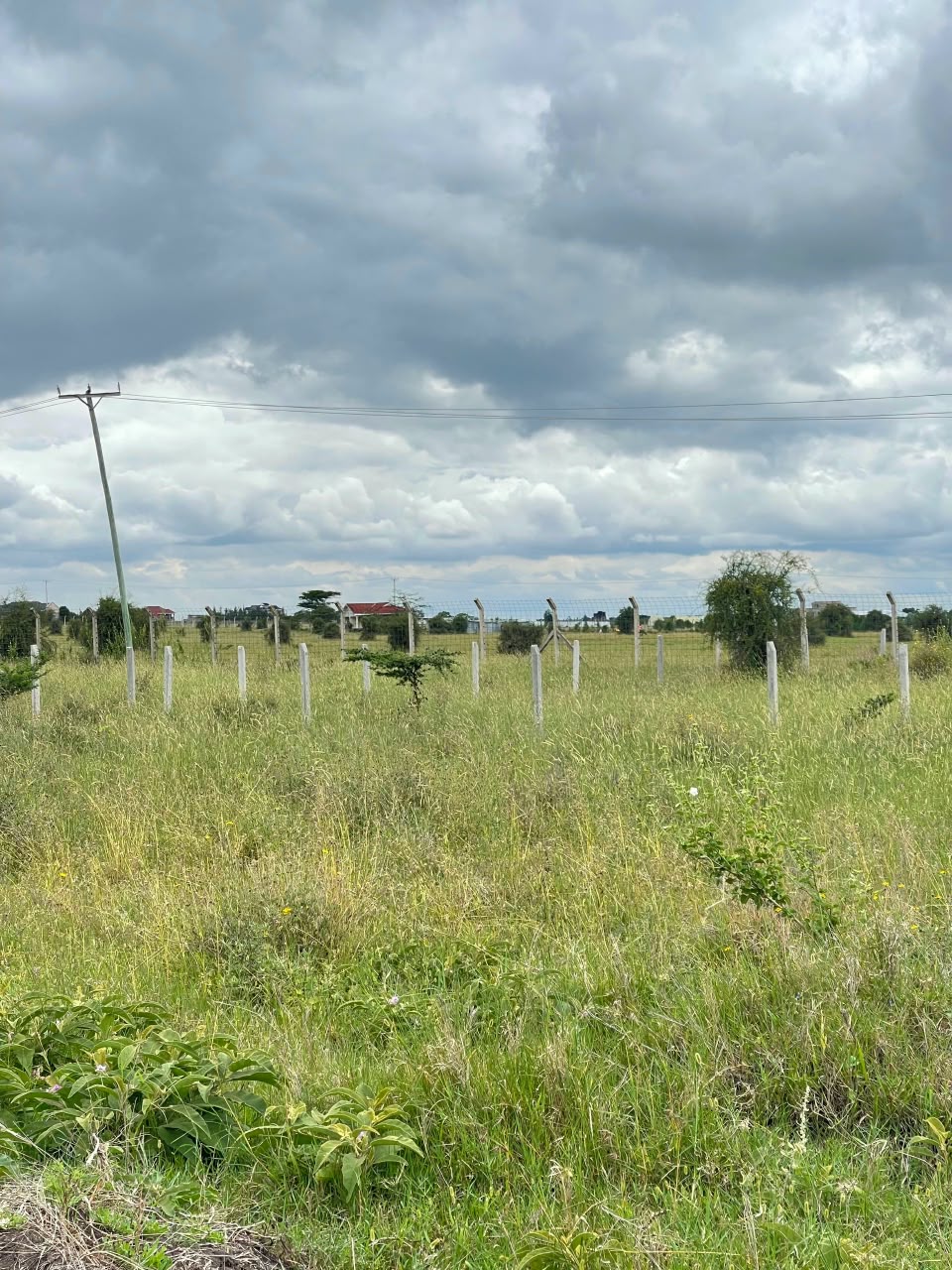 Kitengela Acacia
